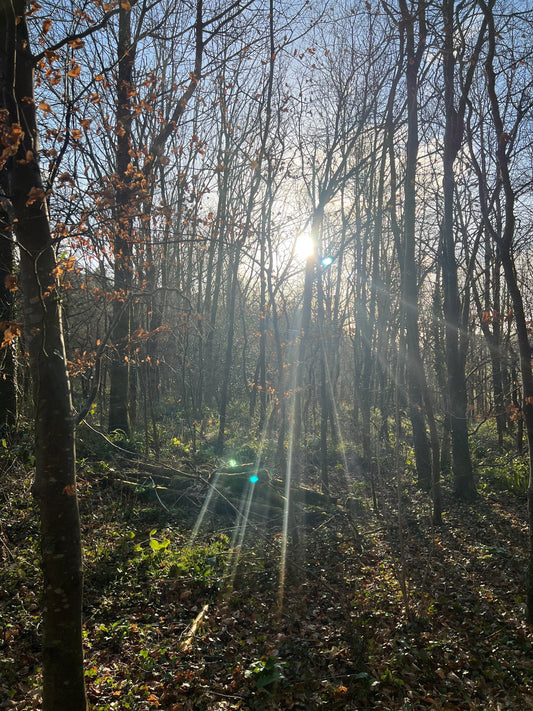Fryth’s Guide to Sustainable Timber: What Makes Our Boards Different